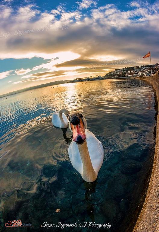 New Studio 70M To The Lake Ohrid Esterno foto
